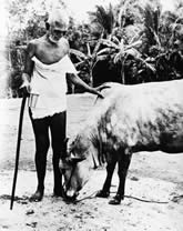 El Maharshi con una de las vacas del Ashram