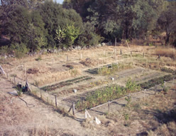 El huerto en agosto de 2003. Vista noroeste.