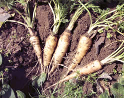 Zanahorias de pulpa amarilla más dulces que las nantesas