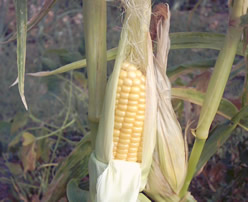 Mazorca de maíz dulce en su punto de recolección