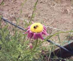 Flor de pelitre empezando a marchitarse