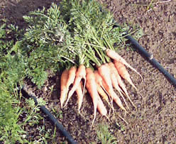 Zanahorias aún pequeñas