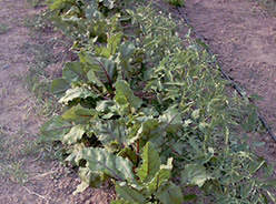 Remolacha de mesa y a su derecha tomateras